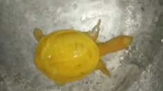 Farmárovi sa podaril obdivuhodný nález. Na poli našiel žltú korytnačku