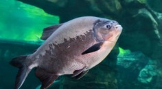 V obľúbenom plážovom stredisku vyčíňajú príbuzné piraní. Ryby s „človečími zubmi“ zranili už takmer 100 ľudí