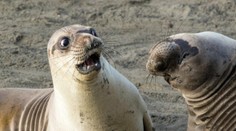 Všetko od smejúcich sa zvierat až po opice na motorke. Táto galéria vám spríjemní deň