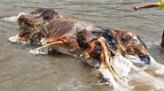 Ľudí na pláži vydesila obrovská kopa mäsa. Nikto presne nevie o čo ide