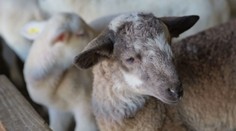 Maštale po celom Slovensku zapĺňajú poslovia jari. Výkupná cena jahniat výrazne poskočí