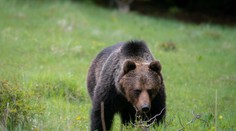 V meste na Liptove sa potuluje medveď. Obyvateľov vyzývajú k opatrnosti