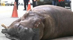 Dolámaný hroch po nepodarenom úteku. Trpel na ulici a akoby plakal