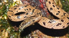 Objavili nový živočíšny druh so zvláštnym názvom „vlčí had"