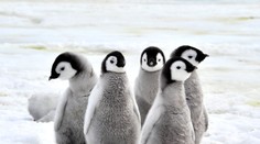 Tisíce mladých tučniakov neprežilo roztopenie ľadovca. Blíži sa ich vyhynutie