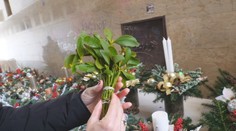 Tradičný symbol Vianoc je jedovatý aj liečivý. Imelo vraj do domácnosti prináša šťastie, má to však háčik