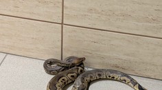 Na schodisku v bytovke sa zjavil had. Keď policajti vošli do bytu, neverili vlastným očiam