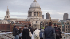 Vystrašení Londýnčania! Obrovský polárny medveď na prechádzke