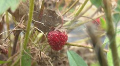 Záhradkári na juhu Slovenska prišli o úrodu. Chemický postrek robili, keď fúkal vietor