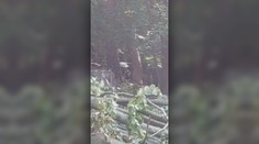 Medveď ukradol piliarovi desiatu aj s ruksakom