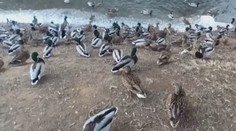 Deti ich milujú, turisti fotia. Desiatky kačiek ovládli Zlaté Moravce