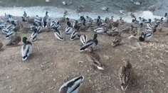Deti ich milujú, turisti fotia. Desiatky kačiek ovládli Zlaté Moravce
