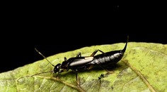 Záhadné pľuzgiere na dovolenke: Turistka sa dostala do kontaktu s nebezpečným chrobákom