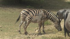 Nevídaný moment v košickej zoo. Kobylám vzácnej zebry sa narodili zdravé žriebätká