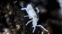 Výnimočný objav našich vedcov: V jaskyniach na Muránskej planine našli nové druhy živočíchov