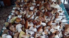 Toto je sobotňajší úlovok jednej hubárky. Prezradila aj lokalitu