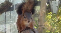 Šťastný návrat do prírody: Slovák zachraňuje veveričky a vracia ich späť do lesa