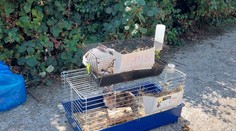 Nechal ich napospas osudu. Zajace v klietkach vyhodil na cestu, na slnku mohli trpieť niekoľko hodín