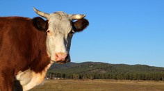 Hasiči riešili kuriózny prípad: Hodiny hľadali strateného býka, pomáhal aj vrtuľník