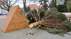 Silný vietor zlomil Stupavčanom vianočný stromček