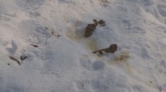 Žlto-hnedý sneh špatí sídliská, môžu za to psíčkari