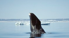 Odhalili tajomstvo dlhovekosti veľrýb. Jedinečný trik chcú začať používať aj u ľudí