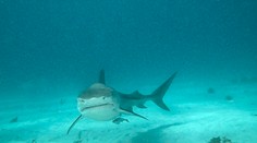 Hrdinský čin desaťročného dievčaťa: Zachránila brata počas útoku žraloka