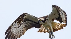 Kuriózny incident v Kanade: Vtákovi spadla ryba, spôsobilo to požiar aj výpadok prúdu