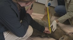 Záhada usmrteného zvieraťa: Vodič v Bratislave zrazil tvora podobajúceho sa na vlka