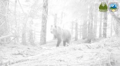 Smutný pohľad: Po našich lesoch chodia trojnohé medvede, môže za to človek