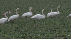 Namiesto na jazere hodujú na poli. Labute na Liptove upútali pozornosť