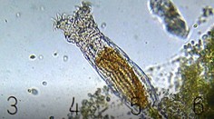 Prevratný objav vedcov. Našli tvora, ktorý sa prebudil z permafrostu po 24-tisíc rokoch