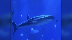 Namiesto žraloka len robotická atrapa. Čínske akvárium čelí rozhorčeniu návštevníkov