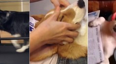 Psov často rozmaznávame viac ako deti. Nepoznáme hranice?