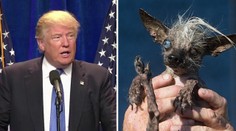Titul najškaredšieho psa získal oriešok s účesom Donalda Trumpa