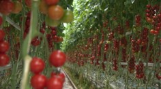 Paradajky klamú "telom". To, že je červená, neznamená, že je aj chutná