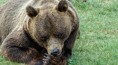 Hrôzostrašná tragédia: Po útoku medveďa našli v Japonsku hubára bez hlavy