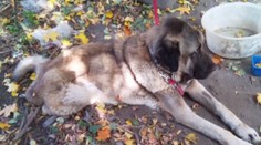 Nemali peniaze na liečbu psíka, tak ho priviazali k stromu a nechali pomaly umierať