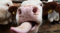 Praktiky podobné tým v Poľsku. Slovenský bitúnok bol do januára ochotný kúpiť chorú kravu