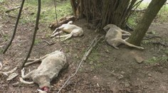 V okolí Handlovej vyčíňa vlk samotár, roztrhal už deväť oviec