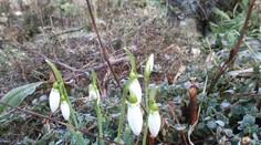 Na juhozápadnom Slovensku sa už objavili snežienky