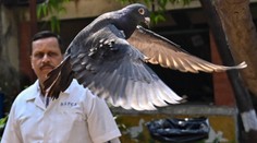 Nič mu nedokázali. Indická polícia prepustila holuba, ktorého podozrievali zo špionáže pre Čínu