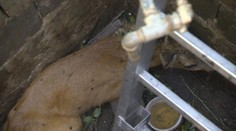 V Marianke spadla srnka do studne. Sledujte, čo sa potom dialo