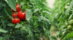 Začal sa zber. Úroda skleníkových paradajok na Slovensku už dozrela