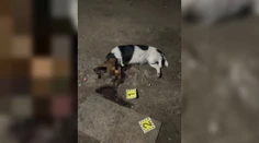 Malého psíka neľútostne ubil lopatou na smrť. Muž si vypočul rozsudok