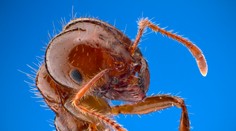 Vedci sú znepokojení novým desivým hybridom mravcov. Invázny druh je ešte odolnejší a jeho uhryznutie „pekelne“ bolí