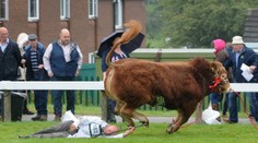 Panika na farmárskej súťaži: Splašený býk, ktorý vyhral prvú cenu, dokaličil majiteľa