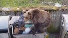 Medvede k nim prestali chodiť. Slovenská obec vymyslela lacné riešenie, ako sa šeliem zbaviť