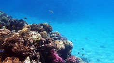 Fascinujúci nález po 20 rokoch výskumu. Vedci objavili žiariaceho morského slimáka