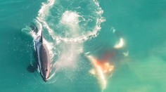 Krásne i mrazivé zároveň. Zverejnili prvé zábery kosatiek loviacich najobávanejšieho žraloka